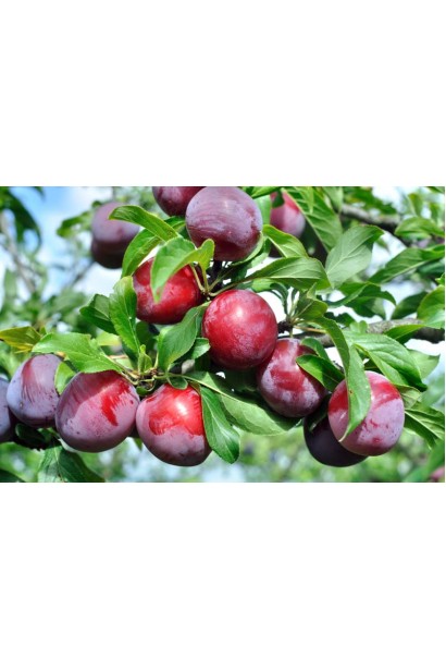 Плоди сливи Озарк Прем’єр на дереві